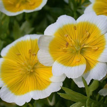 Poached Egg Limnanthes Douglasii Seeds for growers filling out the Decorative Cut Home Garden Borders