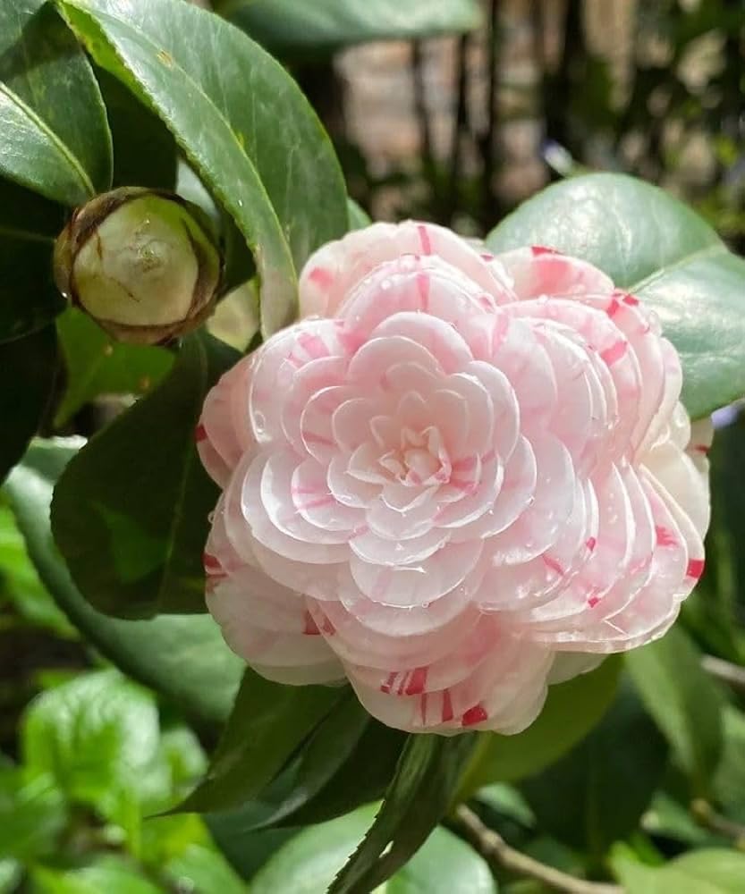 Orange camellia flower seeds