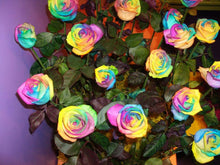 Rainbow Rose Rosa Spp. Seeds for growers seeking a long-blooming display