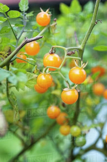 Gold Cherry Tomato Seeds (Solanum lycopersicum) for productive rows in the vegetable garden