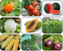 Organic Rare Seeds for a colorful addition to any planting