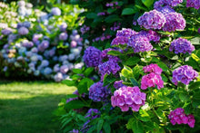 Multi-Color Hydrangea Seeds for long-term planting in the Colorful Ornamental Garden Planting