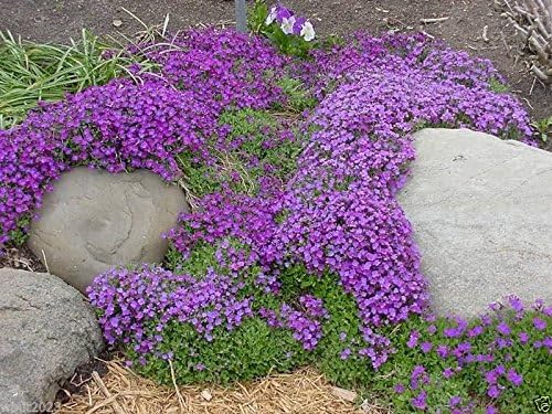 Rock Cress Aubrieta Deltoidea Cascade Purple Flower Seeds for Planting – Ground Cover Variety for Edges and Rock Gardens