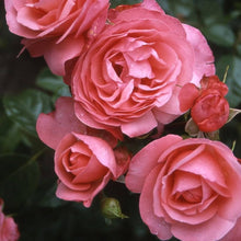 Rattan Rose Climbing Seeds (Rosa spp.) for trellises and fences in the Home Garden & Vertical Garden