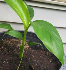 Bonsai Organic Banana Seeds (Musa spp.) for long-term planting in the yard