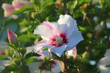 Light Pink Double Seeds (Rose von) for seasonal color across the flower bed