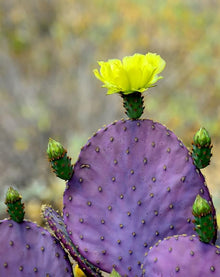 Prickly Pear Cactus Seeds (Opuntia spp.) for sweet homegrown fruit in the Desert Garden