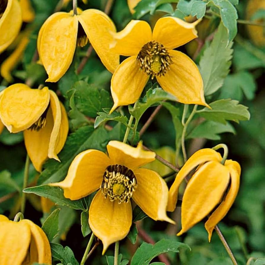 Aztek Yellow Clematis seeds