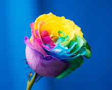 Rainbow Rose Seeds for growers filling out the DIY Garden & Beautiful Striped Bushes