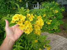 Rapeseed Seeds (Brassica napus) for growers seeking a long-blooming display