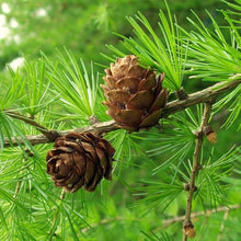 Japanese Larch Tree Seeds valued for shade or Bonsai