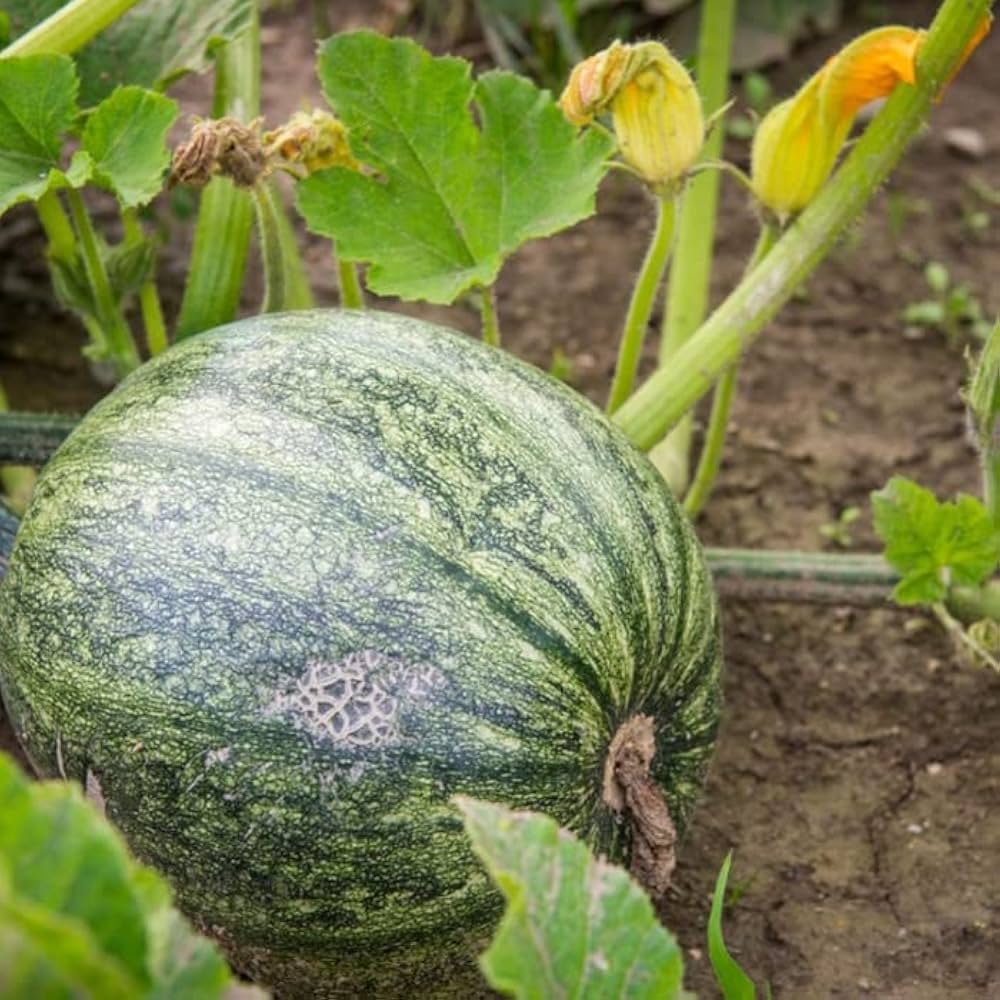 Pumpkin Cucurbita Pepo Seeds for planting in fall garden