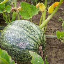 Pumpkin Cucurbita Pepo Seeds for planting in fall garden