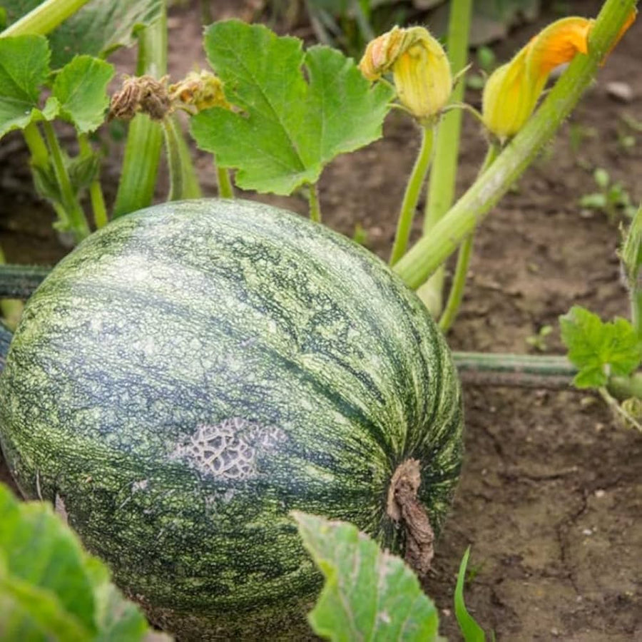 Pumpkin Cucurbita Pepo Seeds for planting in fall garden