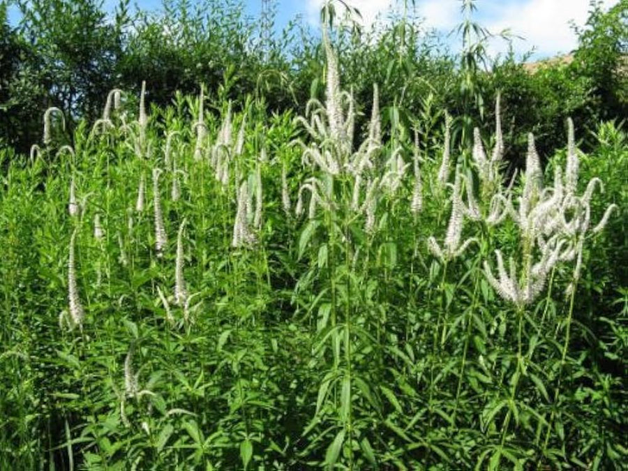 Culver’s Root Veronicastrum Perennial Seeds for a colorful addition to any planting