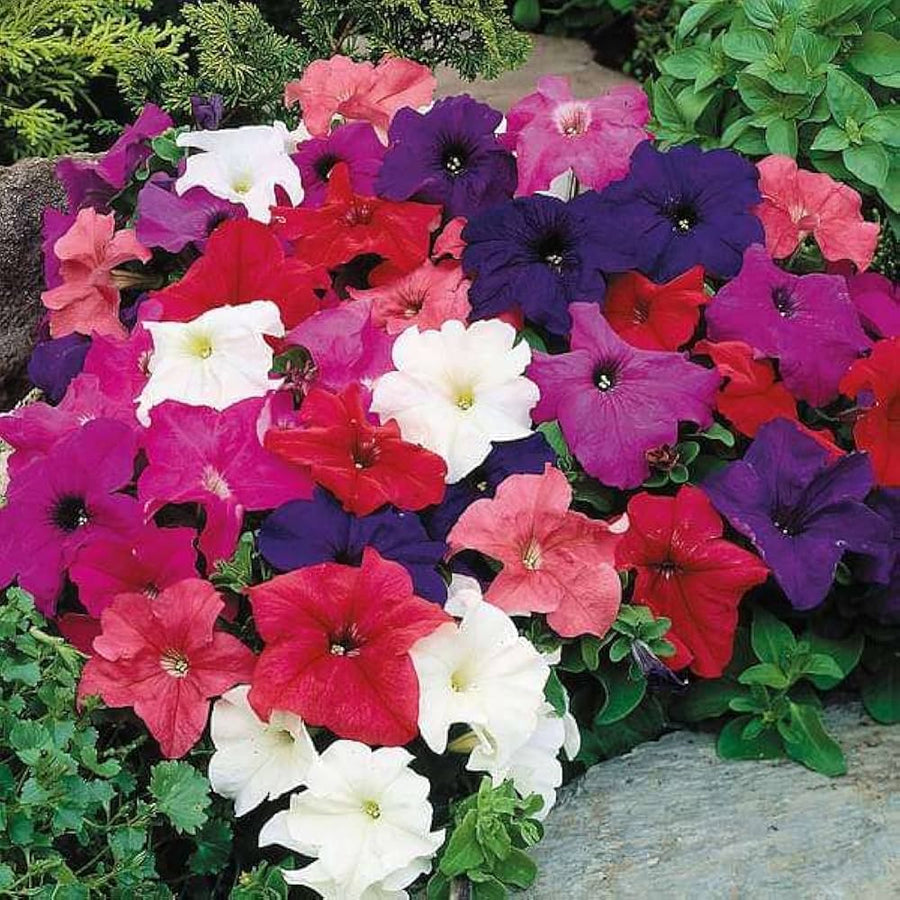Petunia Petunia hybrida flower seeds for planting in home garden beds - for planting in home garden