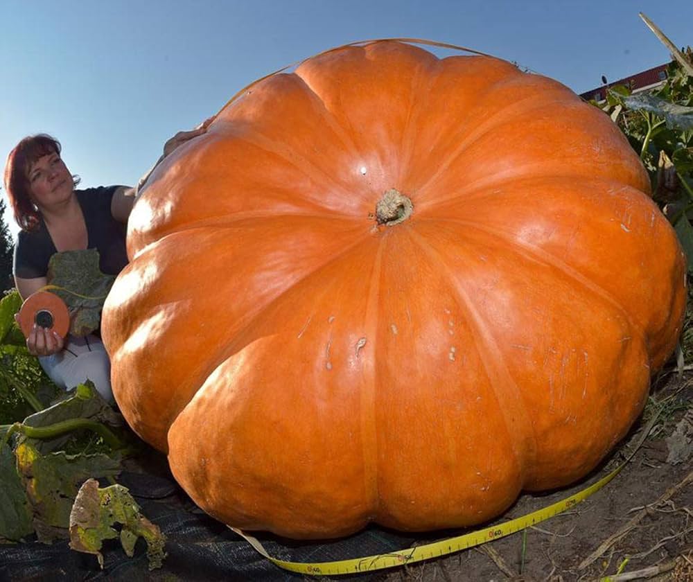 Atlantic (Giant Pumpkin Seeds – Grow Record-Breaking Pumpkins for Competitions) for planting in garden