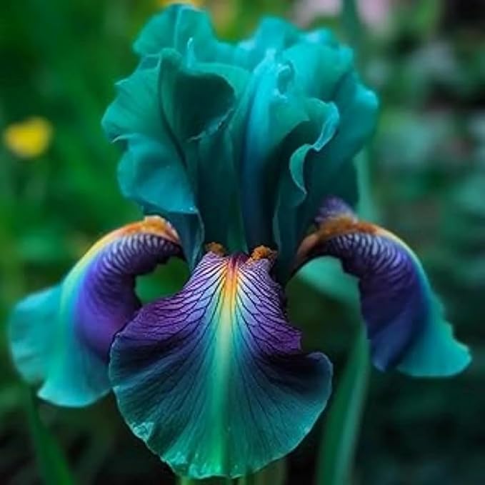 Gladiolus Perennial Rare Iris Mixed Flower - for planting in home garden