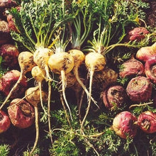 Maca Root Seeds (Lepidium meyenii) for seasonal color across the vegetable patches and herbal gardens