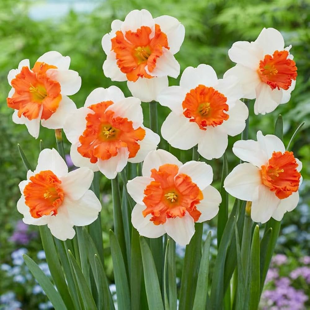 Pink Daffodil ��������� Narcissus spp. ��������� for planting in flower bed