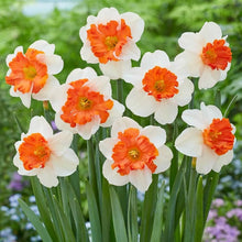 Pink Daffodil ��������� Narcissus spp. ��������� for planting in flower bed