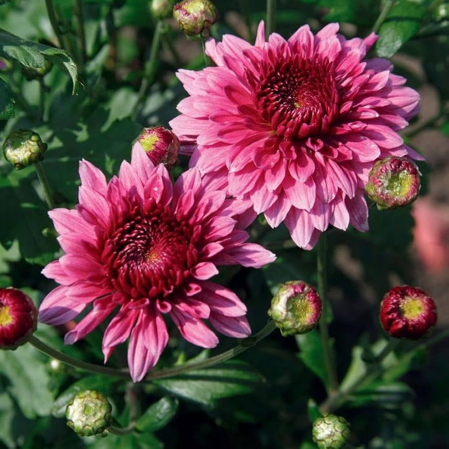 Chrysanthemum Chrysanthemum morifolium flower seeds for home garden planting - for planting in home garden