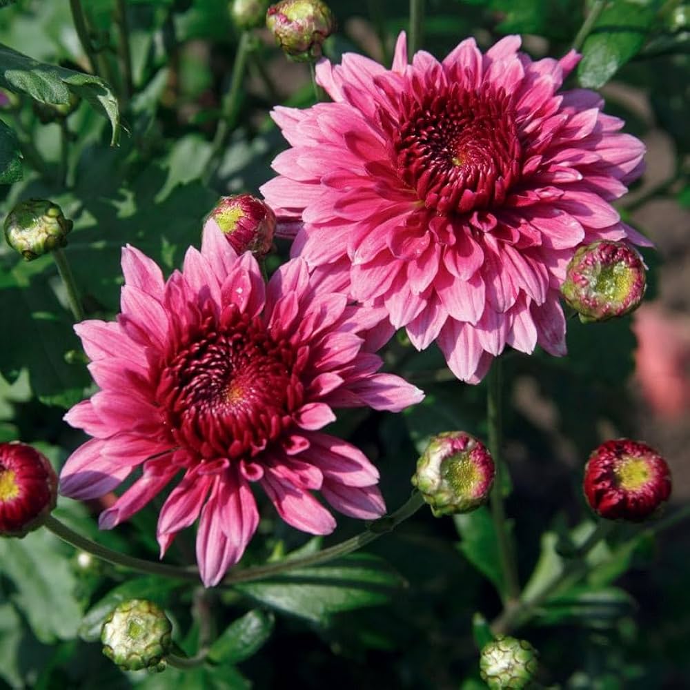 Chrysanthemum Chrysanthemum Morifolium flower seeds for planting in kitchen garden borders and indoor pots - for planting in home garden