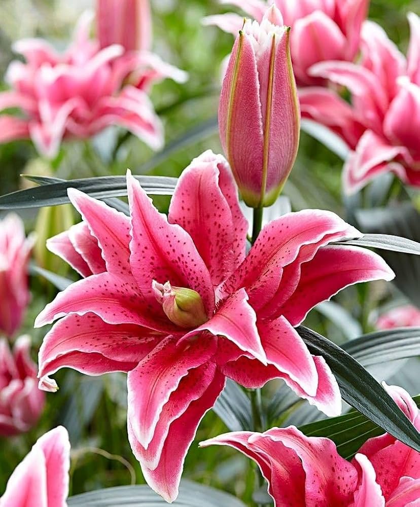 Mixed Lily Bulbs (Lilium spp.) for colorful garden planting