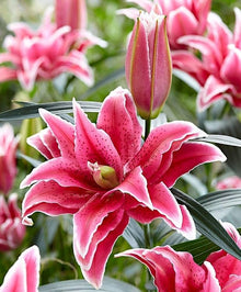 Mixed Lily Bulbs (Lilium spp.) for colorful garden planting