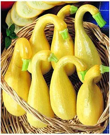 Pumpkin Seeds (Cucurbita pepo) for growers stocking the kitchen garden planting