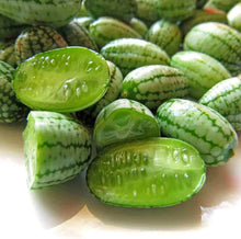 Melothria Scabra Seeds (Melothria scabra) for seasonal color across the vegetable patches and garden borders