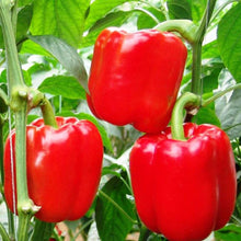 California Wonder Bell Pepper Seeds (Capsicum annuum) for productive rows in the backyard gardening beds