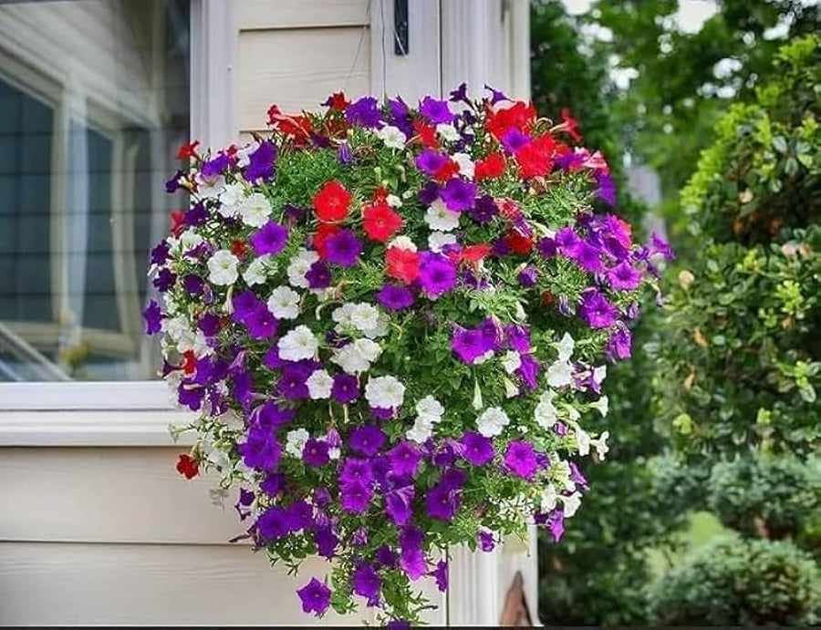 Hanging Petunia (Petunia spp.) seeds for garden and bonsai planting
