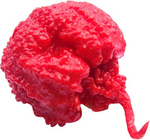 Carolina Reaper Red Hot Pepper Seeds (Capsicum chinense) for home growers seeking a reliable harvest