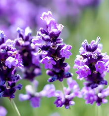 Organic Lavender Seeds (Lavandula angustifolia) for a fragrant addition to the herb patch