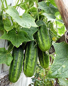 Wisconsin 58 Cucumber Seeds prized among growers for flavorful Cucumbers