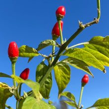 Chile Piquin Capsicum annuum for planting in vegetable patch