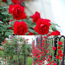 Climbing Polyantha Rose Bonsai Seeds valued for outdoor Bonsai Decoration