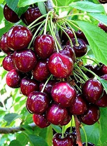 Sweet Cherry Seeds (Prunus avium) for growers planting the home garden and backyard orchards