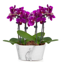 Hydroponic Phalaenopsis Orchid Plant Seeds for reliable seasonal color
