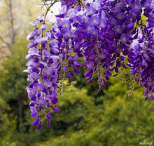Beautiful Purple Wisteria Vine Seeds valued for arbors