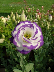 Lisianthus Eustoma Grandiflorum Lila and White Seeds for seasonal color across the Floral Garden Displays