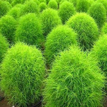 Kochia Burning Bush Seeds for gardeners building out beds and borders
