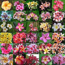 Plumeria Rubra for planting