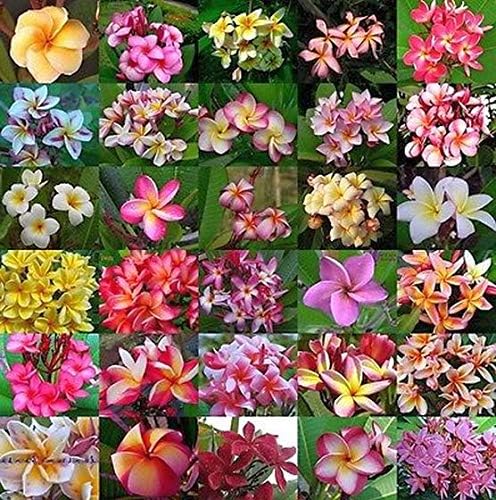 Plumeria Rubra for planting