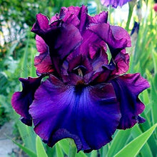 Bonsai Iris Seeds (Iris germanica) for growers establishing the indoor pots and planting