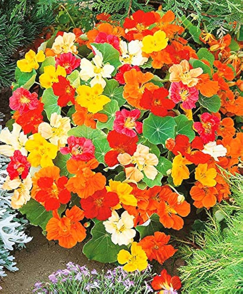 Tropaeolum Majus Nasturtium seeds for colorful cress flowers