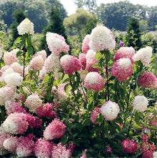 Hydrangea Hydrangea Paniculata 'Vaniglia Fraise' Seeds for vertical growth across the Garden Flower Displays