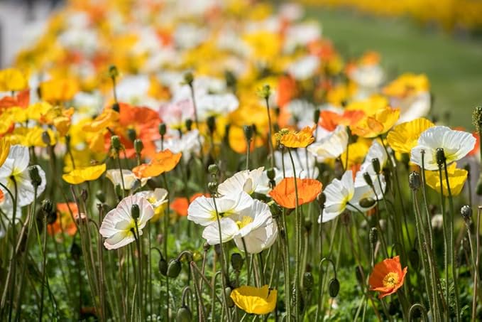 Ballerina Mix Poppy seeds for colorful flowers