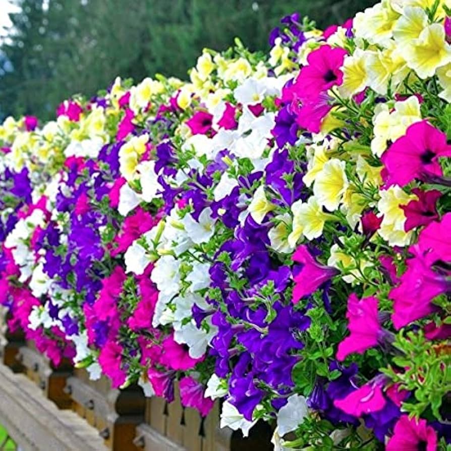 Trailing Petunia Petunia X Hybrida Seeds for planting in hanging baskets